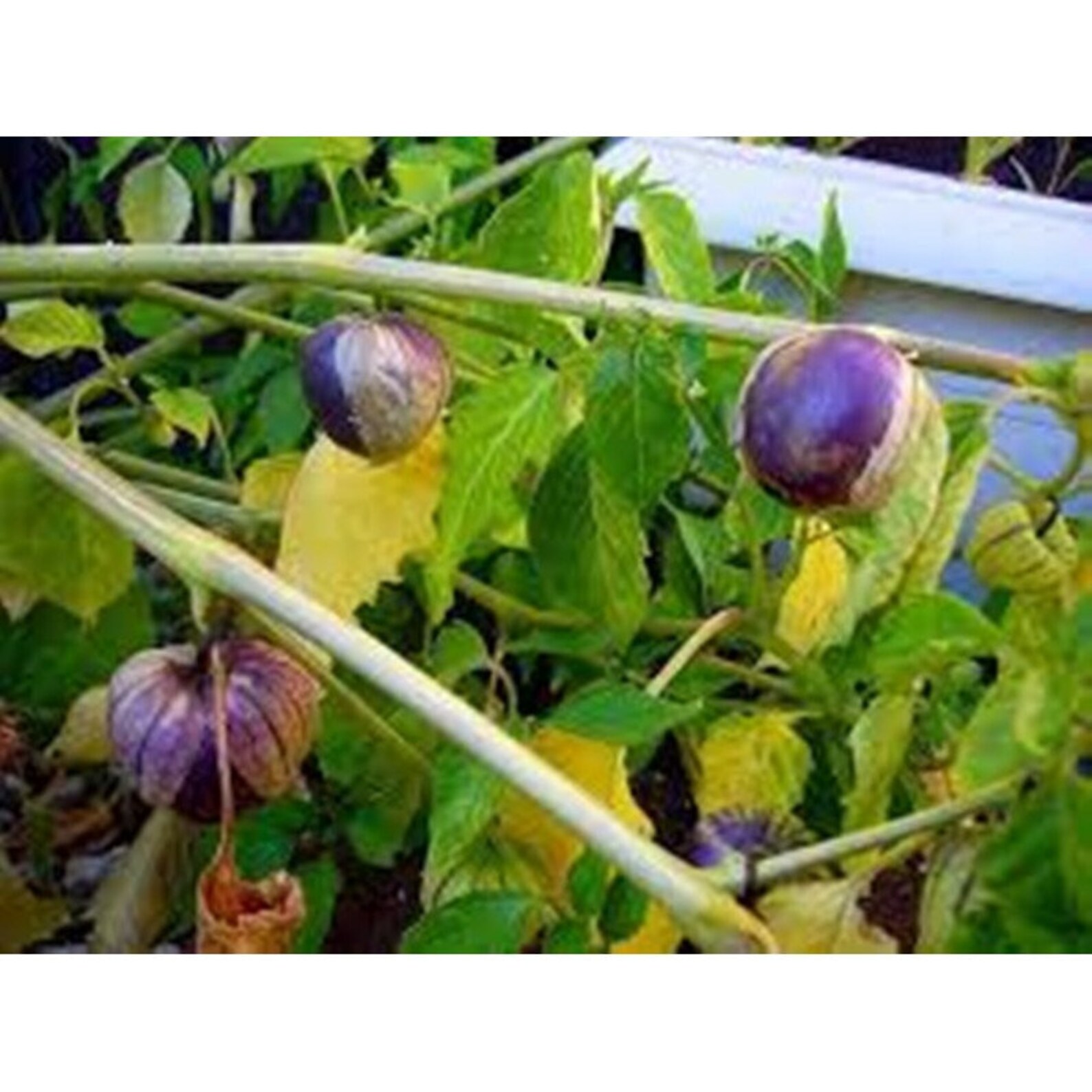 Tomatillo Purple Heirloom Seeds NON GMO for Planting 201529 Etsy