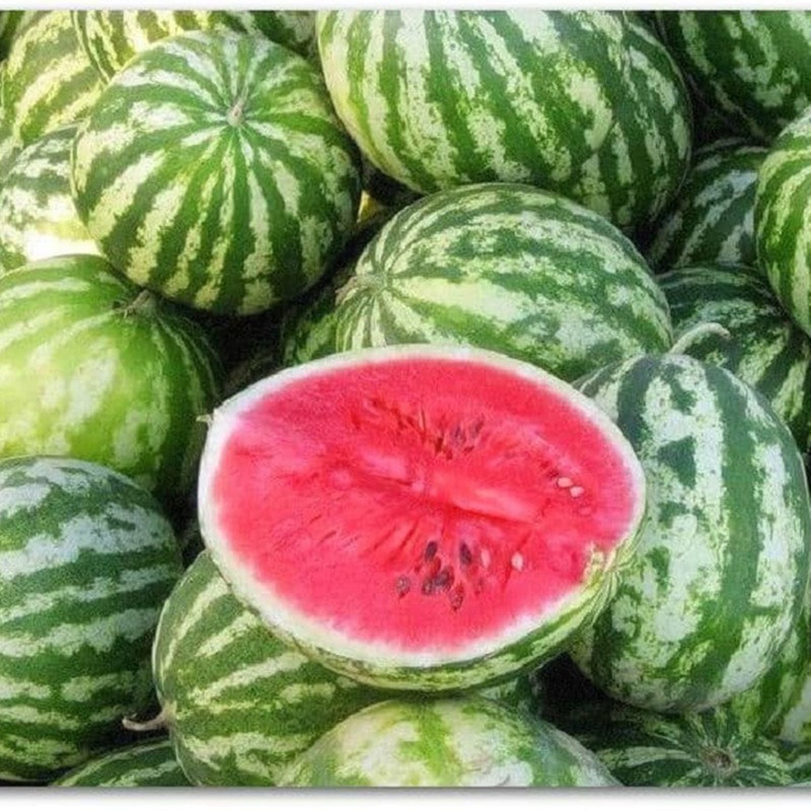 Watermelon Photon Heirloom Seeds NON GMO for Planting 203072 Etsy