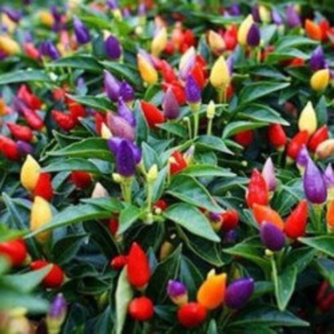 Chili Pepper Decorative Fireworks Open pollinating Seeds NON Etsy