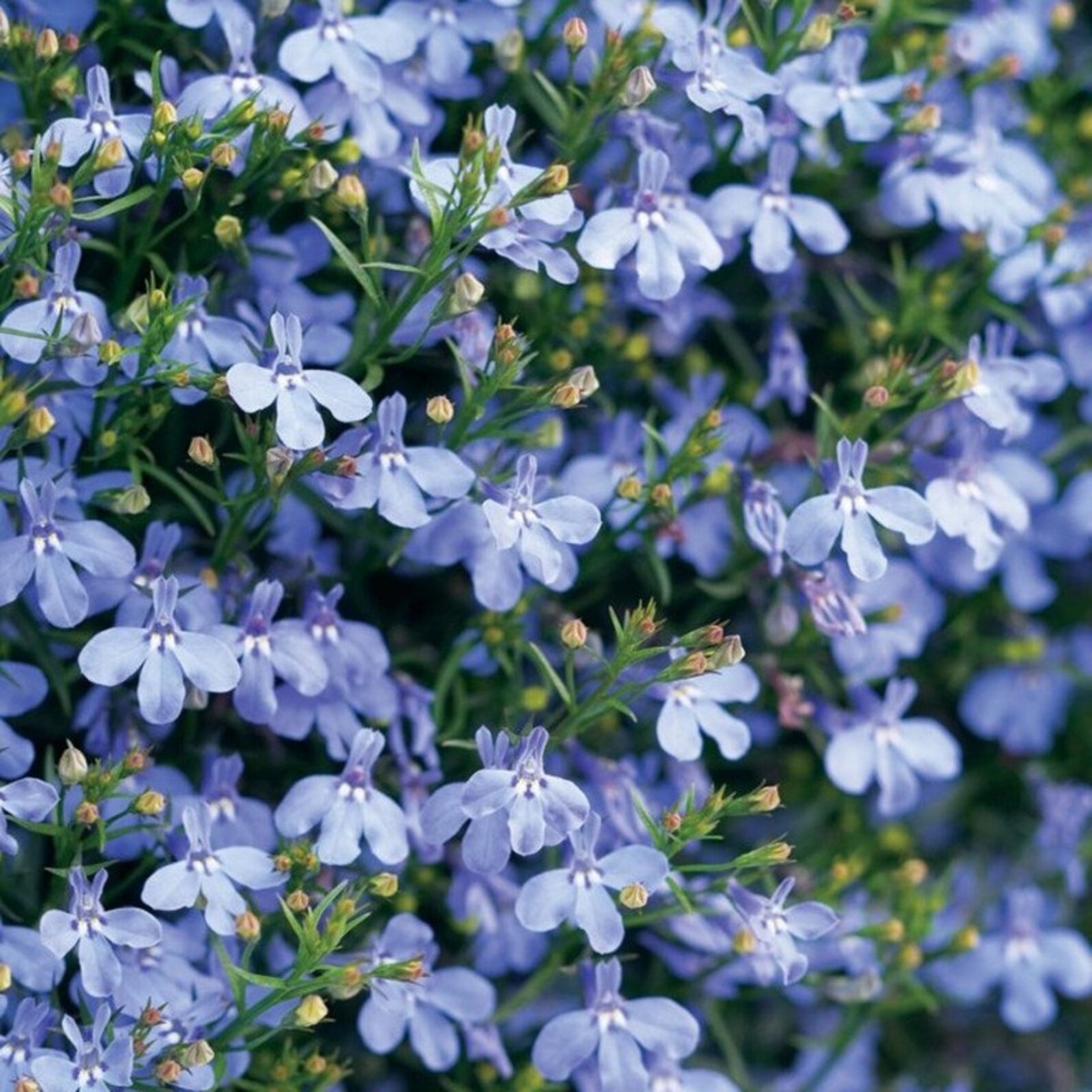 Garden Lobelia Blue Carpet Open Pollinated Seeds NON GMO for Etsy