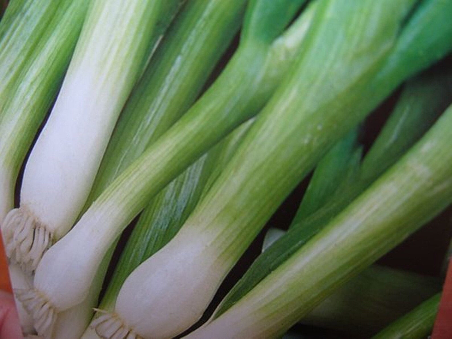 Welsh Onions Uelskiy Heirloom Seeds NON GMO for Planting Etsy