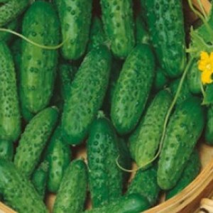 Cucumber Viskonsin Heirloom Seeds NON GMO for Planting | Etsy