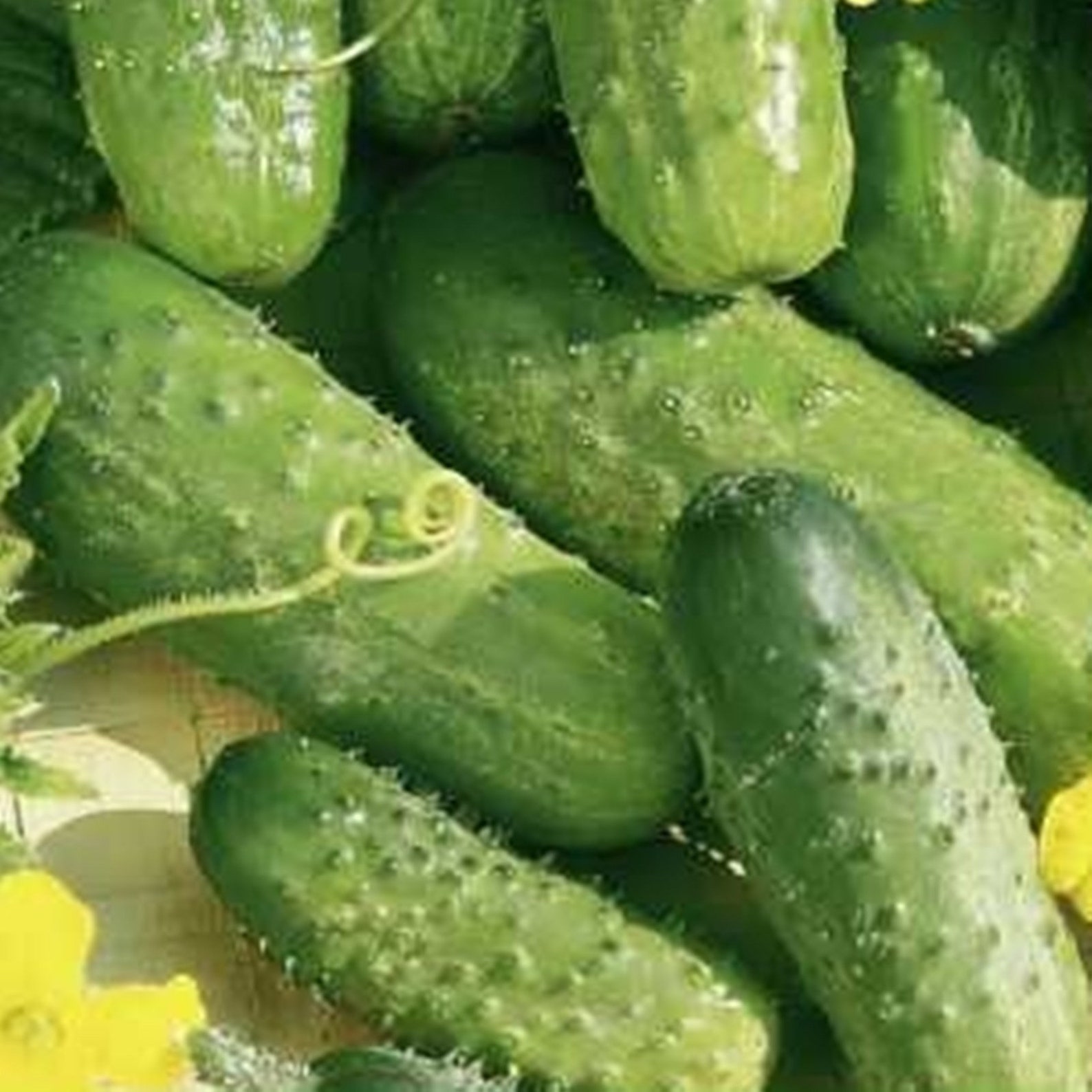 Cucumber Gwidon F1 Hybrid Seeds NON GMO for Planting 203844 | Etsy