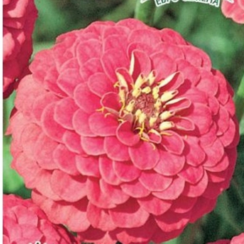 Zinnia Illumination Heirloom / Open Pollinated Seeds NON GMO Etsy