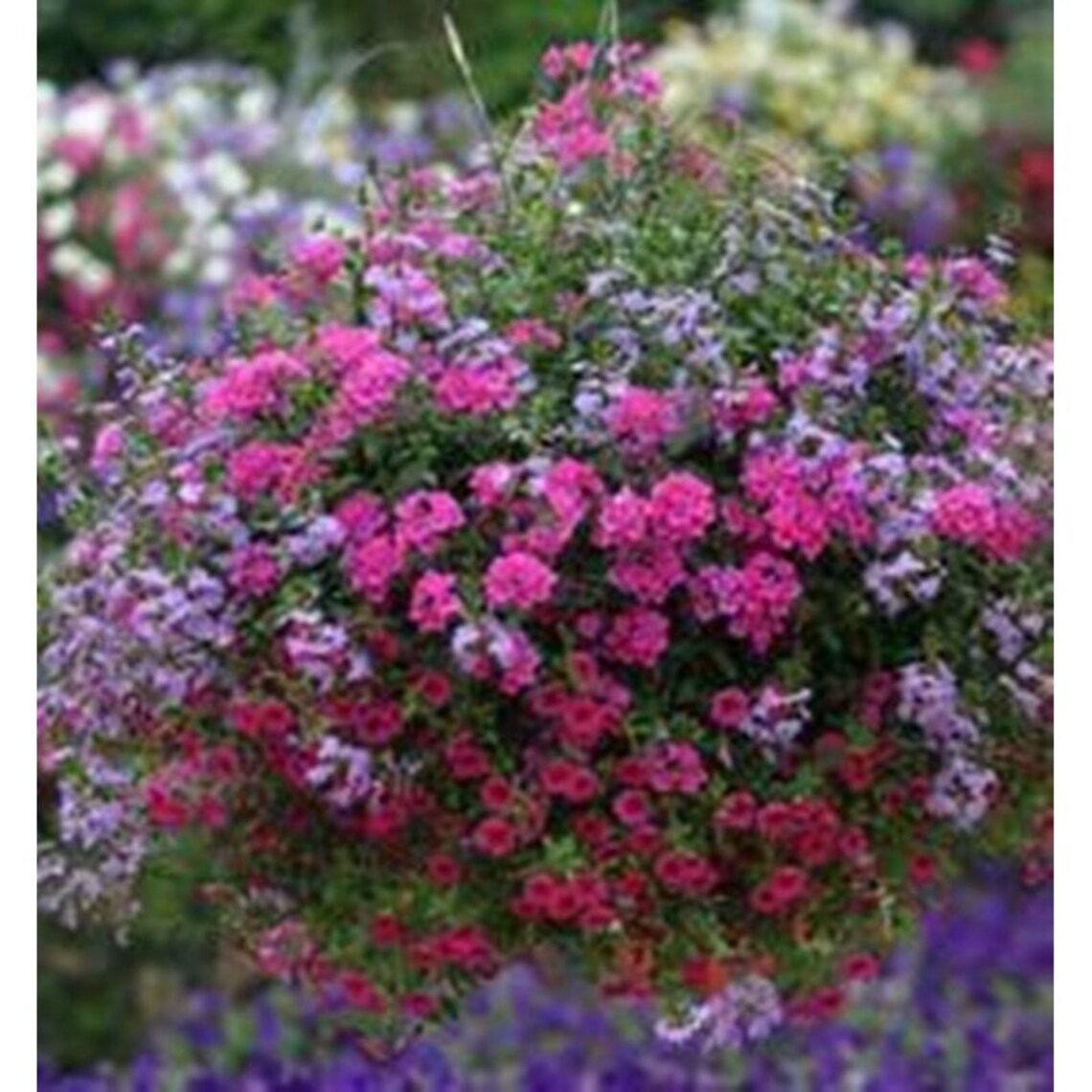 Verbena Hanging Basket Mix Seeds Annual Hybrid NON GMO for Etsy