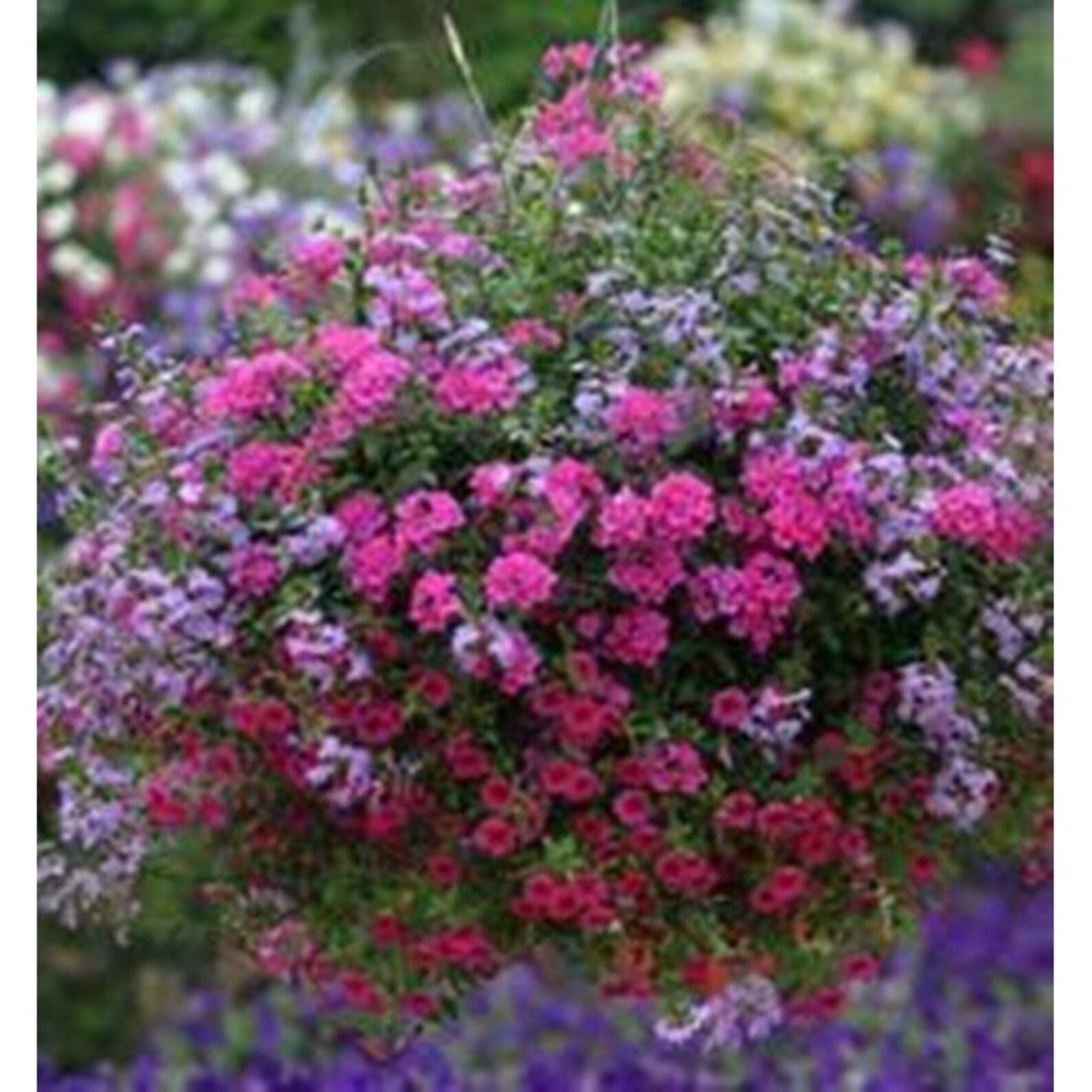 Verbena Hanging Basket Mix Hybrid Seeds NON GMO for Planting Etsy