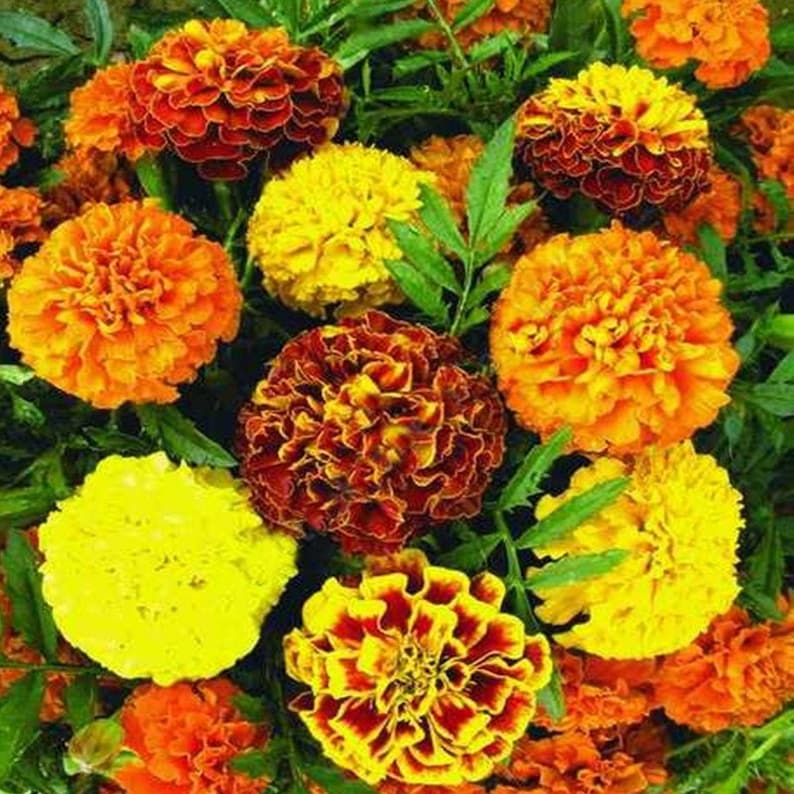 French Marigold Mix Heirloom / Open Pollinated Seeds NON GMO Etsy