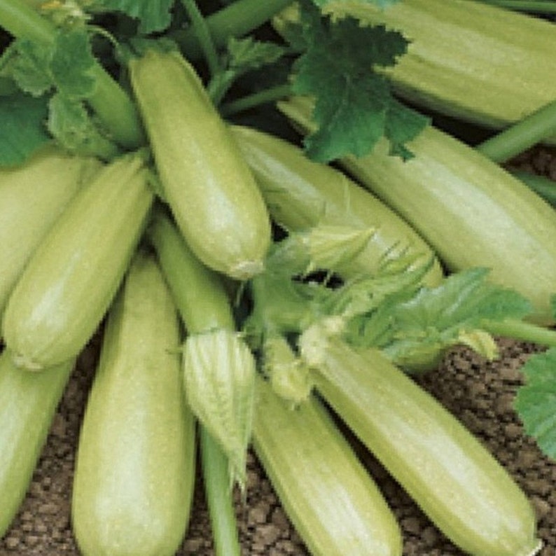 Squash Zucchini Cavili F1 Seeds Selfpollinating NON GMO for Etsy
