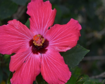 Tropical Pink flower