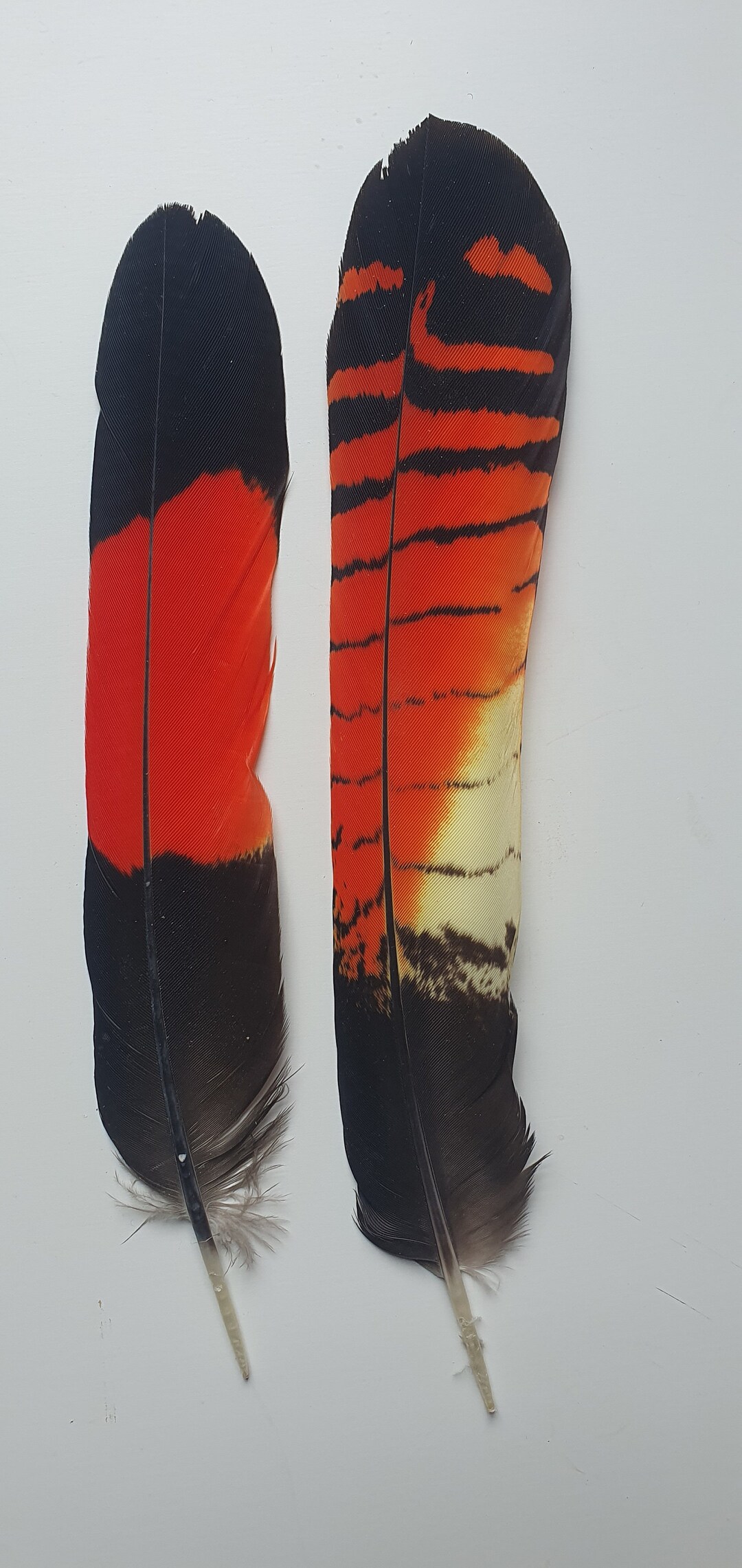 Black Cockatoo Feathers Male and Female Etsy Australia
