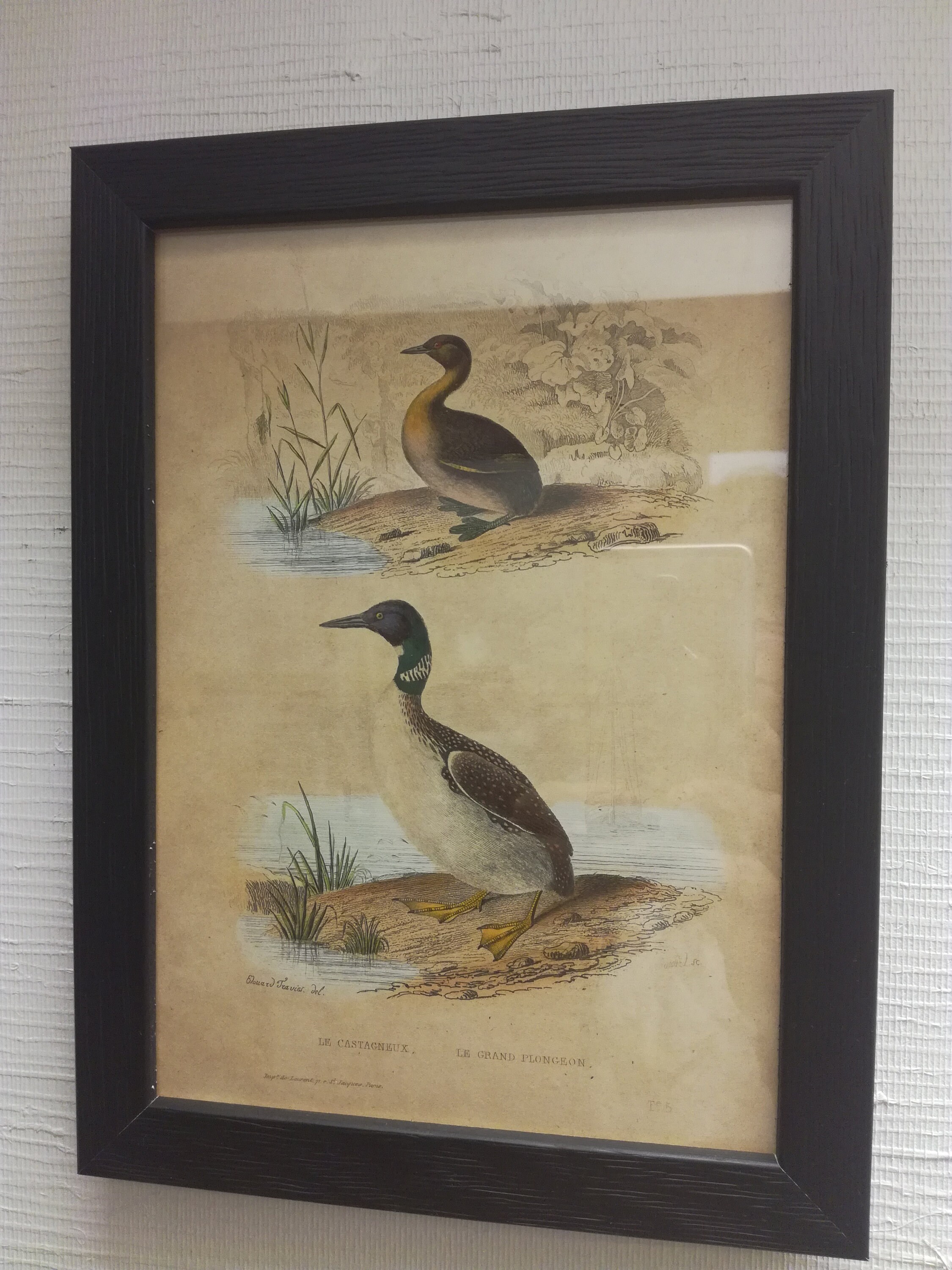 Gravure Canard Xixème