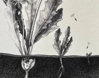 Signed Giclee Print of original drawing: Buds and Seeds.  5x7 inches