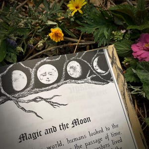 Op de afbeelding: Een boek met de titel "Magic and the Moon" op een witte achtergrond. Het boek is omringd door groene bladeren en gele bloemen. Het boek heeft een zwart-witte illustratie van een tak met vijf manen.