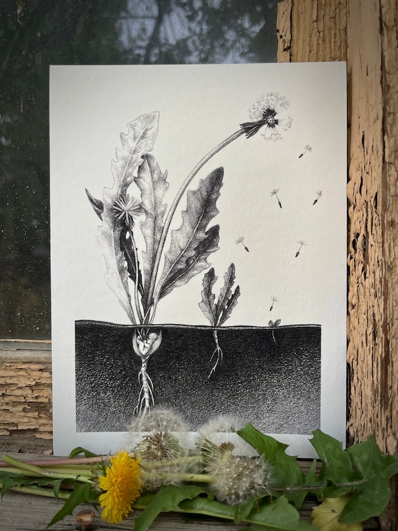 Signed Giclee Print of original drawing: Buds and Seeds.  5x7 inches