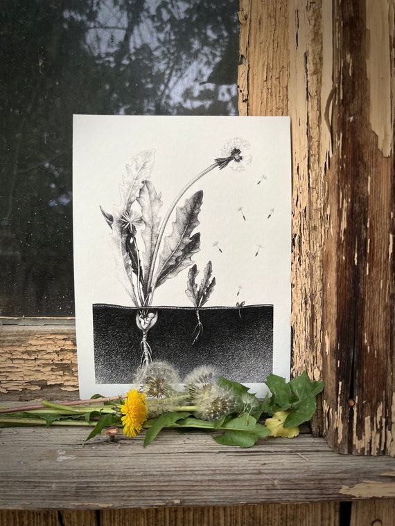 Giclee Print of original drawing: Buds and Seeds.  5x7 inches