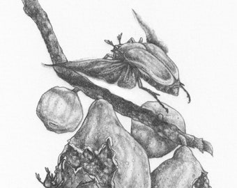 SUPER SALE ORIGINAL art - fruit tree, fig, beetle