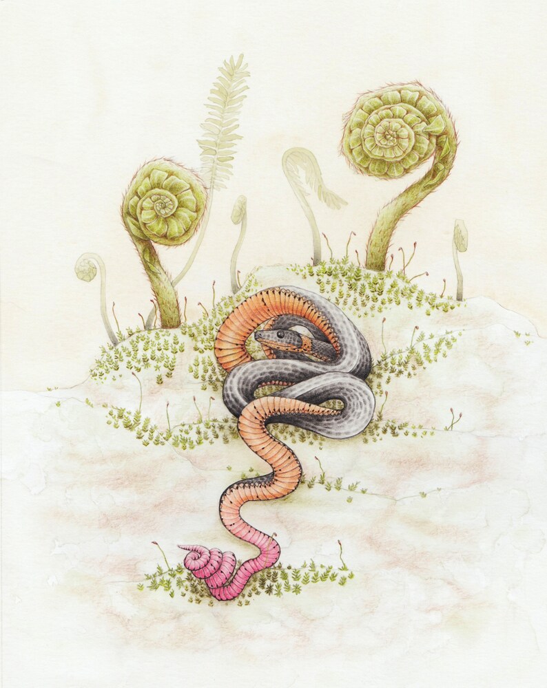 ORIGINAL ART Snake Art Insect and Reptile Art Original Colored Pencil Watercolor Art Woodland Art