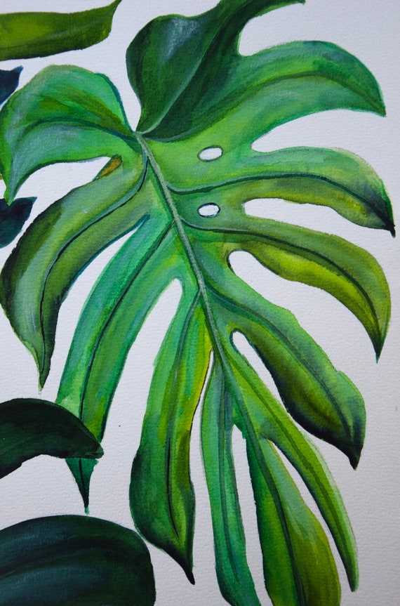 philodendron pastazanum Philodendron Pastazanum Silver main image 1