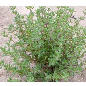 May include: A close-up of a green, leafy plant with small, delicate leaves. The plant is growing in a sandy environment.