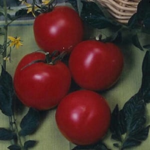 SALE German Johnson 15+ SEEDS price reduced