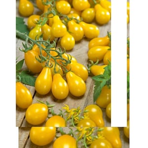 May include: A close-up of yellow pear-shaped tomatoes on the vine. The tomatoes are a vibrant yellow color and are arranged on a wooden surface. Green leaves and yellow flowers are also visible.