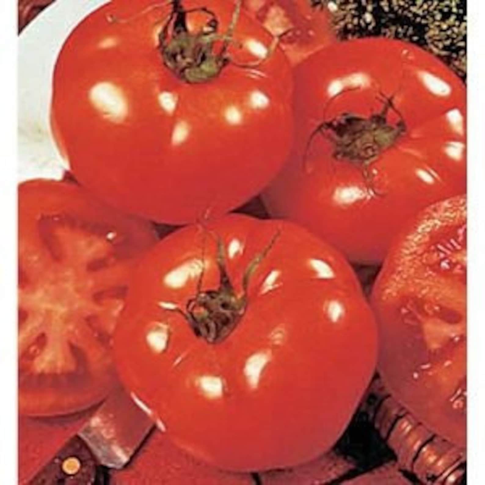 Beefsteak Tomato Seeds 35, Determinate Variety Etsy