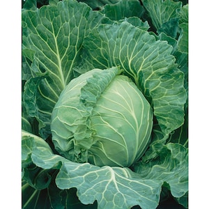 SALE ! Copenhagen Market Cabbage 15 SEEDS