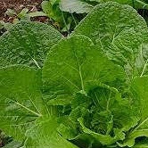 May include: A close-up of a large, green head of napa cabbage with tightly packed leaves.