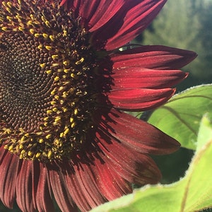 Chocolate Cherry Sunflowers