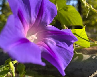 May include: A close-up of a vibrant purple morning glory flower with a white center and pink accents. Green leaves and vines are visible in the background, with a blurred view of a fence and trees.