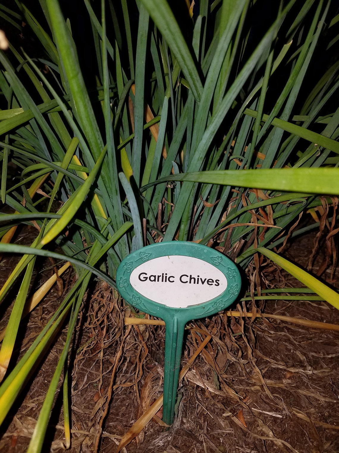 Garden Markers Herb Collection Etsy