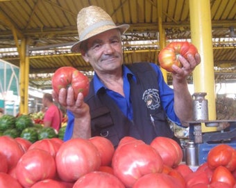One of the best and largest tomatoes » Native Buffalo Heart Tomato -10 organic seeds