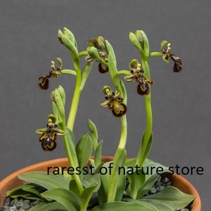 World most rare and Unusual orchids Ophrys Speculum bee mimicking terrestrial orchid 1 flowering size BULB image 2