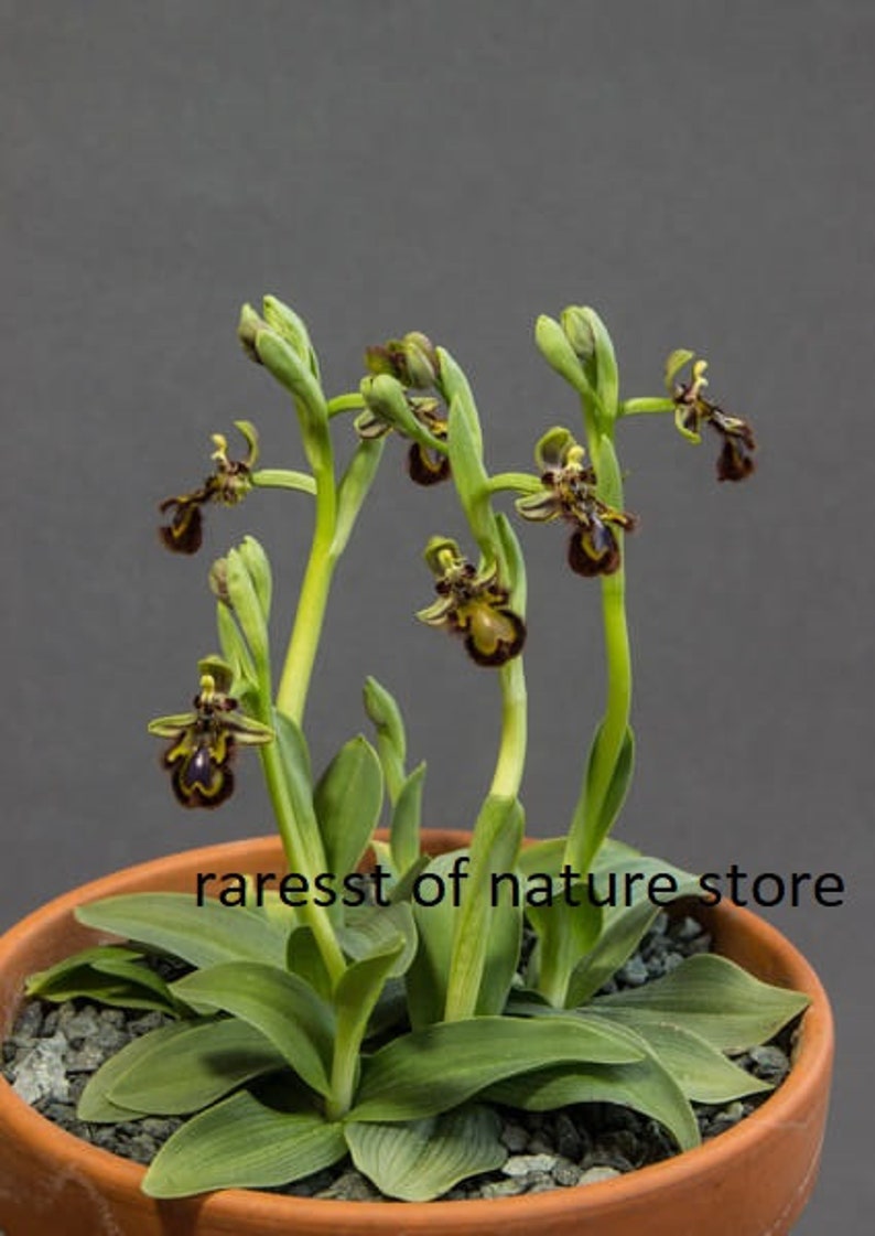 World most rare and Unusual orchids Ophrys Speculum bee mimicking terrestrial orchid 1 flowering size BULB image 2