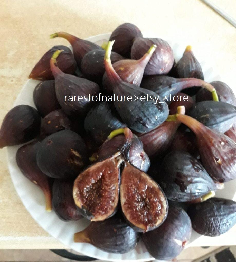 Italian 258 fig cutting - Etsy 日本