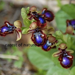 World most rare and Unusual orchids Ophrys Speculum bee mimicking terrestrial orchid 1 flowering size BULB image 7