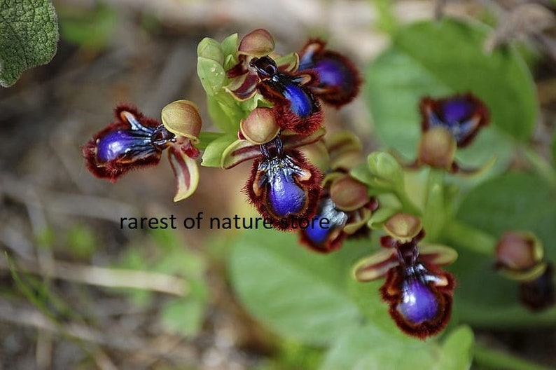 World most rare and Unusual orchids Ophrys Speculum bee mimicking terrestrial orchid 1 flowering size BULB image 7