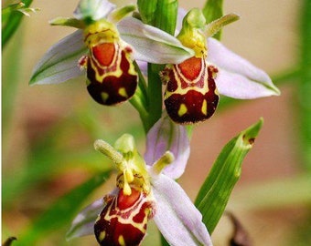 Amazing ! Arachnites apifera > bee orchid > 1 healthy flowering size bulb