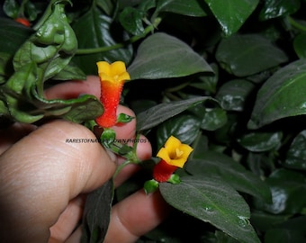 Beautiful and rare Manettia luterubra - Candy corn plant ! - 5 very fresh seeds