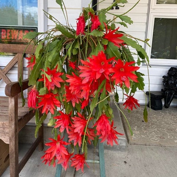 Epiphyllum coral Geisha Orchid Cactus para increíbles y hermosas cestas colgantes - 1 corte fresco de 10-15 cm de largo