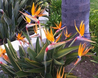 Dwarf Bird of paradise flower - Strelitzia reginae dwarf form - 3 fresh high quality seeds for sowing 100 % germination rate