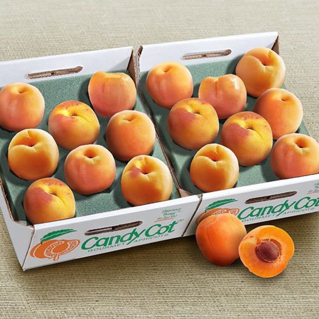 Candycot Apricots > so süß wie Süßigkeiten ! > 4 frische Samen - Etsy.de