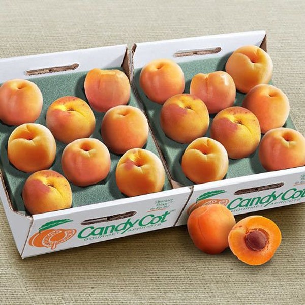 Candycot Apricots > as sweet as candy ! > 4 fresh seeds