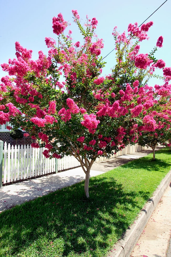Lagerstroemia Summer Charm Tonto - Mirto Crespo - Foto 7