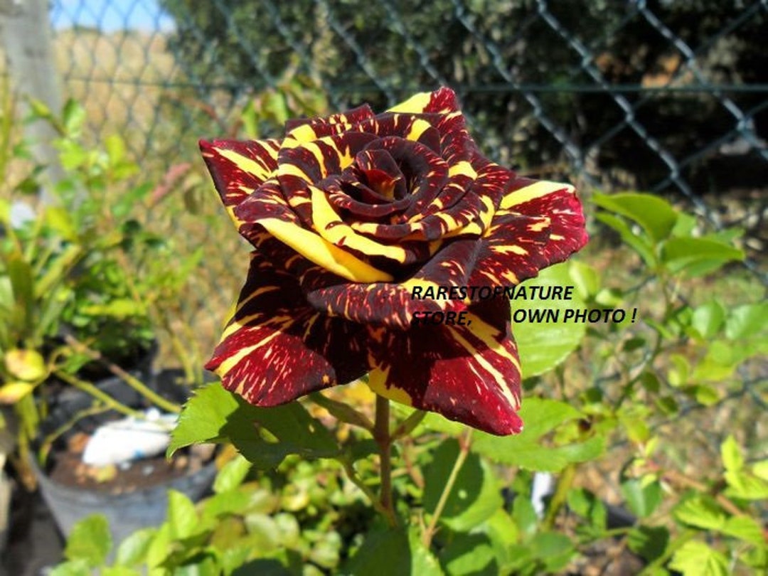 薔薇苗　超希少❗️ワインレッドに黄色のマーブルカラー❤️ アブラ＊katabura 最も美しいバラ、アブラカダブラ - 販売中の品種の写真 - 新鮮な種子 5