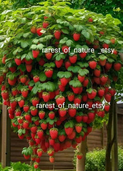 Strawberry vines 海外マステ 切り売り 2026 Basket Kisses Strawberry Seeds Packet – Chive US Wholesale