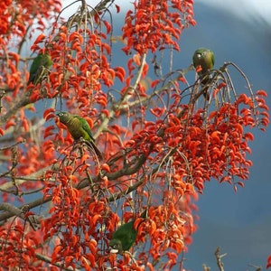 Weeping Brazilian coral tree Erythrina falcata 3 fresh seeds with sowing instructions image 1