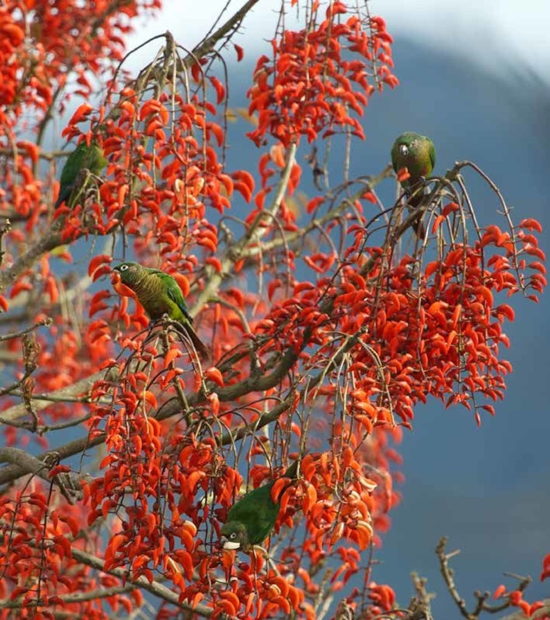 Weeping Brazilian coral tree Erythrina falcata 3 fresh seeds with sowing instructions image 1