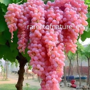 Raisin rose koshu du Japon (yamanashi) > 7 graines fraîches, déjà stratifiées et prêtes à être plantées et cultivées dans votre propre jardin