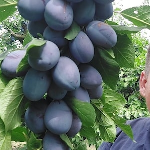 Prunus Domestica Record Plum > 4 świeże sadzonki zrazowca